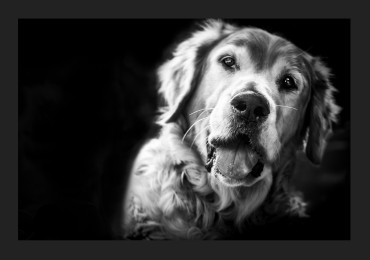 Tiere